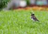 烏領椋鳥 Gracupica nigricollis