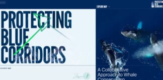 bluecorridors 探索鯨魚遷徙的生命線