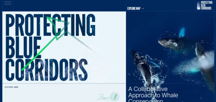 bluecorridors 探索鯨魚遷徙的生命線
